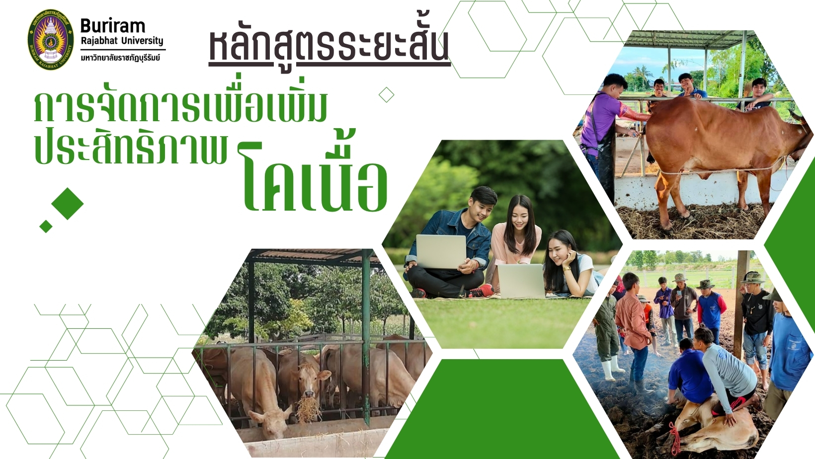 การจัดการเพื่อเพิ่มประสิทธิภาพการผลิตโคเนื้อ 5023201