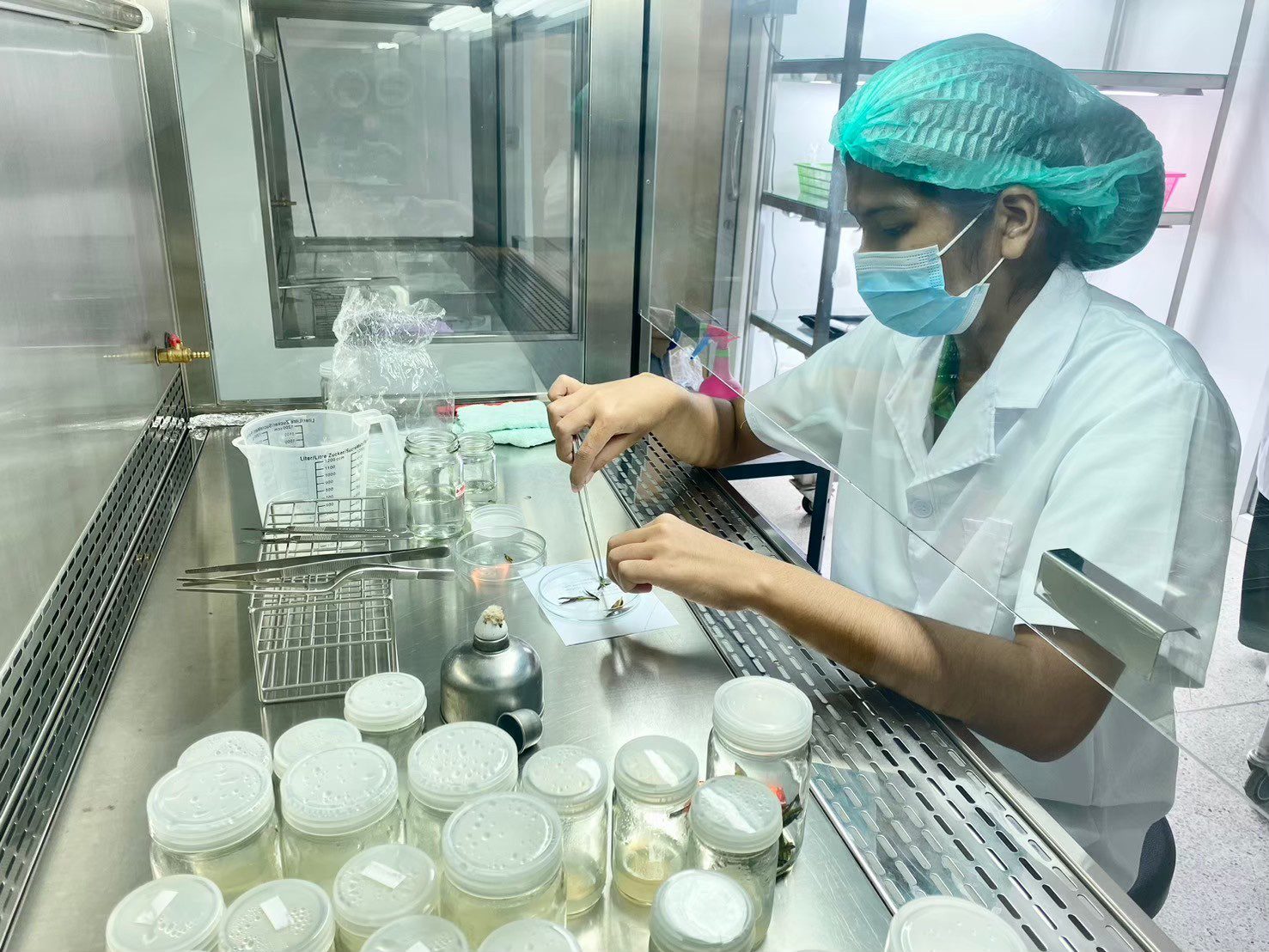 การเพาะเลี้ยงเนื้อเยื่อพืชเศรษฐกิจ 5073213