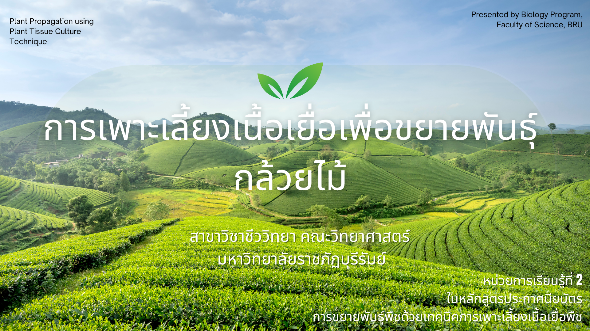 การเพาะเลี้ยงเนื้อเยื่อเพื่อขยายพันธุ์กล้วยไม้  4033205-2