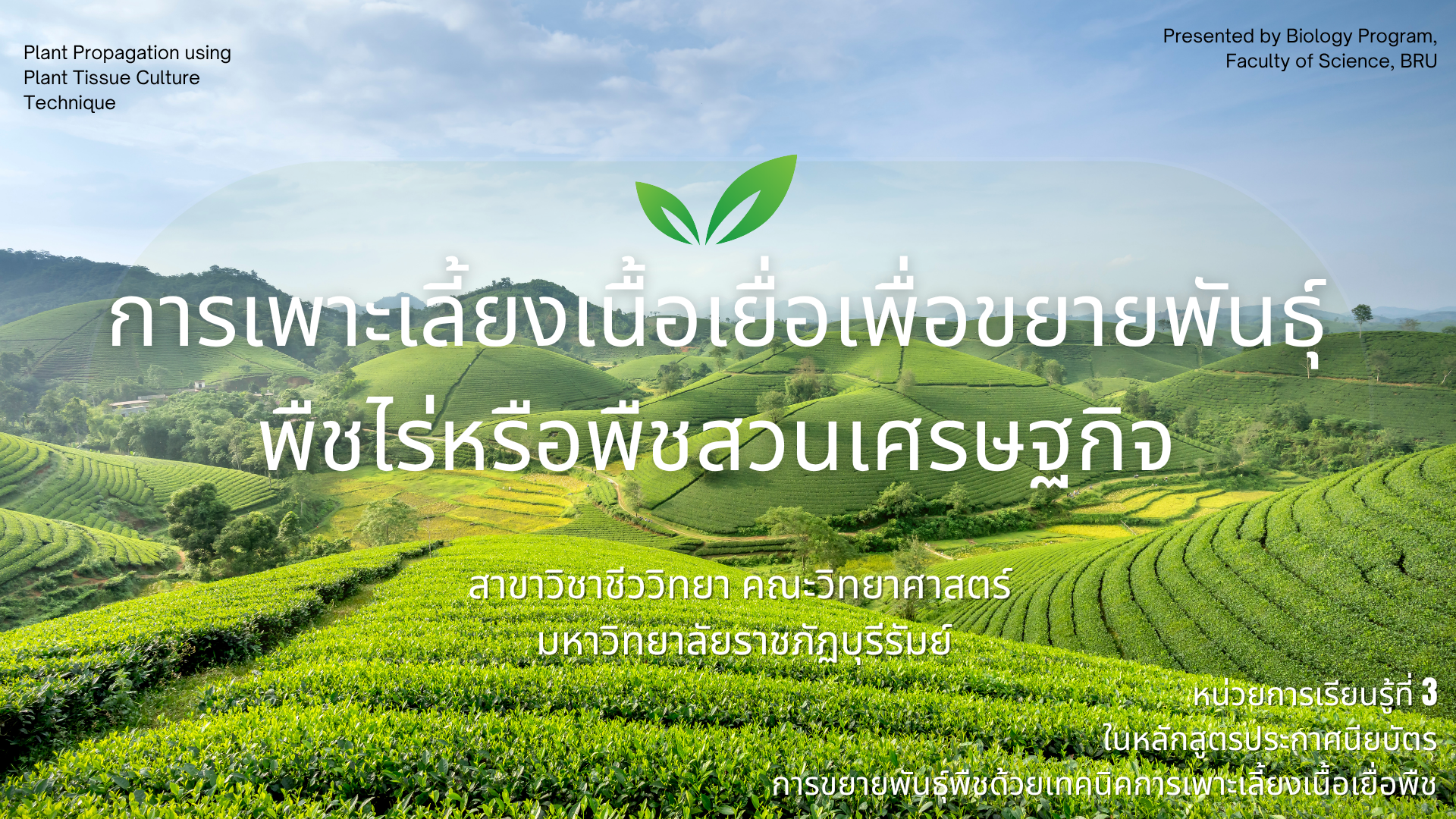 การเพาะเลี้ยงเนื้อเยื่อเพื่อขยายพันธุ์พืชไร่หรือพืชสวนเศรษฐกิจ 4033205-3